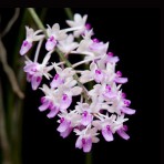 Seidenfadenia mitrata-Flowering Size